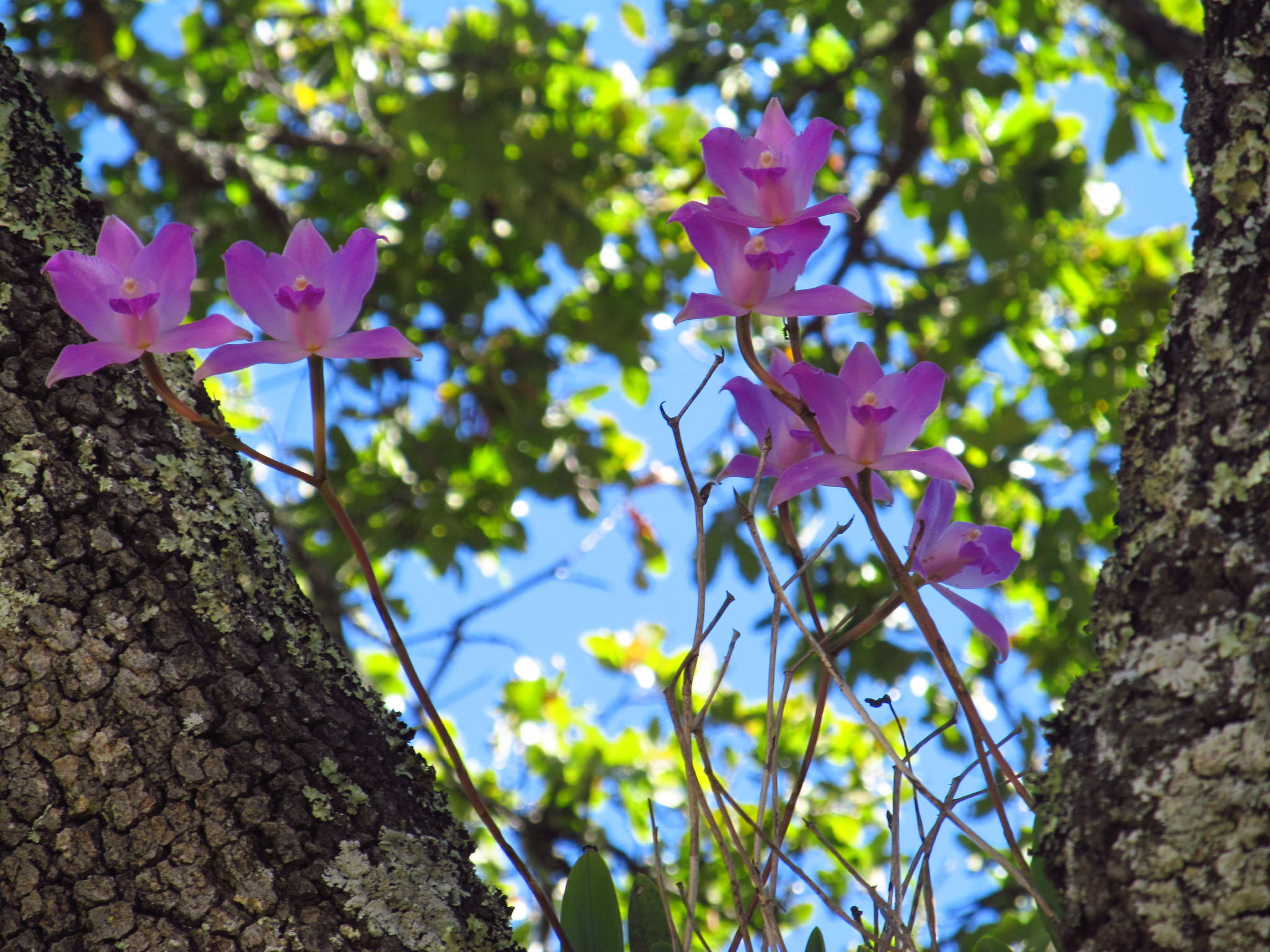 Laelia furfuracea